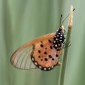 Acraea horta (Garden Acraea).jpg